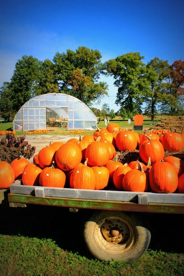 pumpkin patches in Kentucky